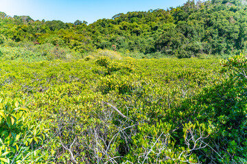 Mangrove trees along the turquoise green salty water