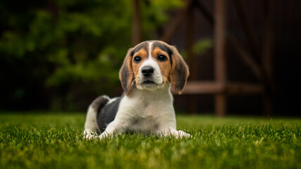 Beagle puppy on grass
