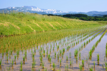 鶴岡・月山と水田