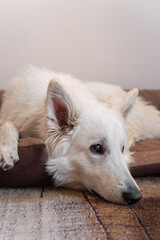 White dog laying on dog's bed