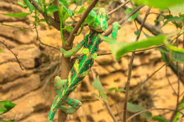 Naklejka na ściany i meble Green chameleon walking on a background of branches and leaves. close up view. Chamaeleo calyptratus species