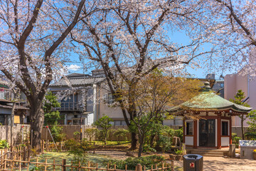 Hexagonal pavilion dedicated to the founder of Tokyo University of the Arts or Geidai in the public Okakura Tenshin Memorial Park of Yanaka under the cherry blossom trees.