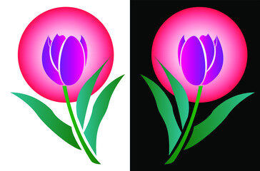 pink tulips on Black and white background