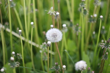 dandelion in the grass
