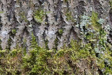 The texture of an old tree that is covered with moss.