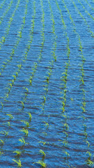 田植え　並ぶ苗