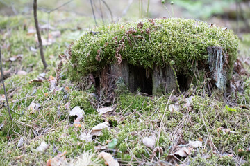 Old stump in the forest, which is covered with moss.