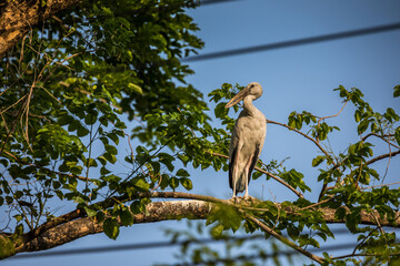 Grey pelican sitting in a green tree.
