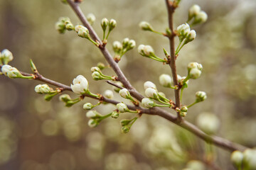 sprigs of cherry blossom sand with white flowers on a blurous background