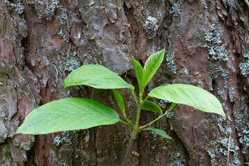Green sprout with leaves grew from the bark of an old tree. Forest background. Revival concept.