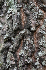 Vertical texture of an old tree. Oak tree bark.