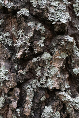 Vertical texture of an old tree. Oak tree bark.