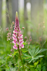 Pink lupine flower close up