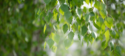 Birch branches with leaves lit by the sun. Banner green floral background.