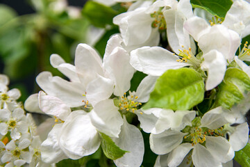 Beautiful flowering apple orchard, spring day. Close up. Apple blossom background