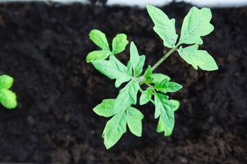 Young seedlings of tomato on a natural background. seedlings are grown