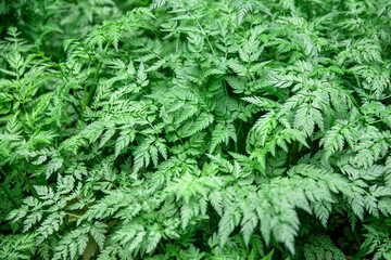 Green leafs background / Close up / Copy space for gtext