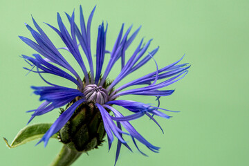 Decorative cornflower photo on a green background. Macro photo. Copy space for text