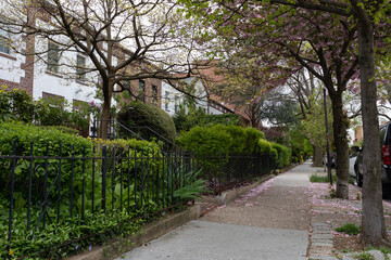 Fototapeta na wymiar Beautiful Shaded Sidewalk with Old Homes and Green Plants during Spring in Astoria Queens New York