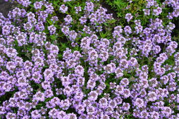 Bright smelling purple blooming oregano flowers growing outside. Medicinal herb with beneficial properties and small, tubular inflorescences on the whole background.