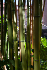 Some thick bamboo stems in the shade on a sunny day in a bamboo garden