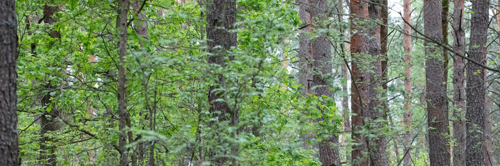 Banner forest deciduous background with tree trunks.