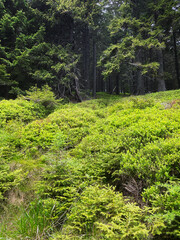 Obraz premium Wald Landschaft