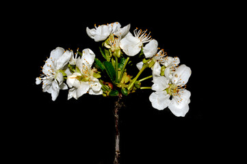 spring flower isolated on black background