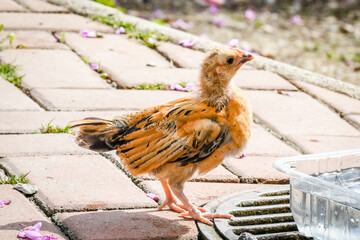 chicken couple chick adorable green looking eating walking