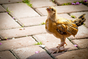 chicken couple chick adorable green looking eating walking