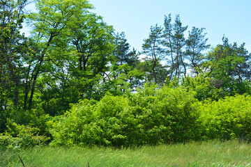 Crimean pines, Christmas trees on a green meadow, tall green grass, large bushes growing in the forest. Amazing landscape in a natural environment, against the background of a gentle blue sky.