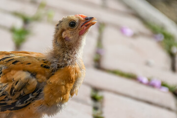 chicken couple chick adorable green looking eating walking