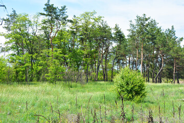 Fototapeta na wymiar Crimean pines, Christmas trees on a green meadow, tall green grass, large bushes growing in the forest. Amazing landscape in a natural environment, against the background of a gentle blue sky.