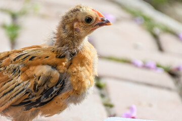 chicken couple chick adorable green looking eating walking
