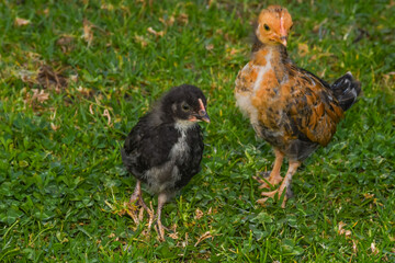 chicken couple chick adorable green looking eating walking