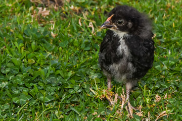 chicken couple chick adorable green looking eating walking