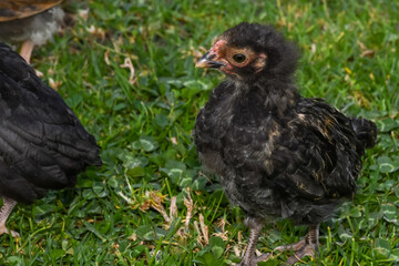 chicken couple chick adorable green looking eating walking