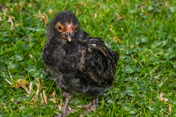 chicken couple chick adorable green looking eating walking
