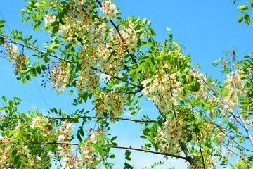 Bright colorful clusters of white flowers with green leaves blossoming on an acacia tree. A lot of bright branches with flowers like velvet located on a bright blue sky, a very festive image.