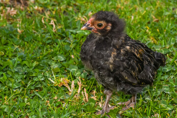 chicken couple chick adorable green looking eating walking