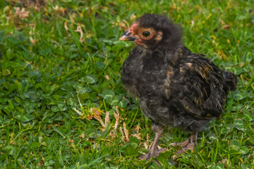 chicken couple chick adorable green looking eating walking