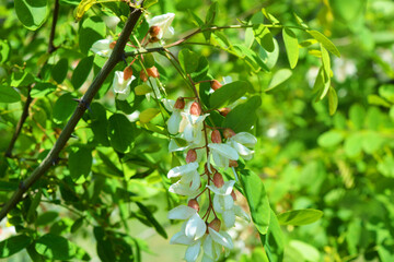 Bright colorful clusters of white flowers with green small leaves blossoming on an acacia tree. Natural nature, beautiful trees and flowers that are in the forest.