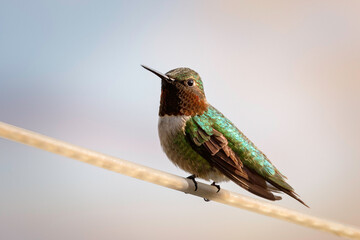 #oiseau #mouche #colibris #bird #colourfulbirds #naturephotography #onabesoindevous #oiseaux #fly #cartefaitmain #birds #paris #annedorion #streetart #photography #picoftheday #sculpturebois #wildlife