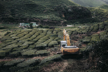 An excavator stands in the middle of a field of tea plantations