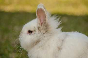 white rabbits looking eating free garden