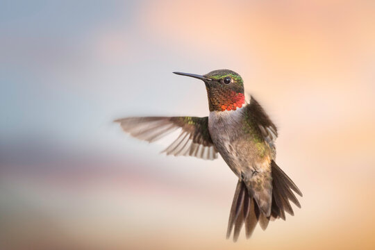 #oiseau #mouche #colibris #bird #colourfulbirds #naturephotography #onabesoindevous #oiseaux #fly #cartefaitmain #birds #paris #annedorion #streetart #photography #picoftheday #sculpturebois #wildlife