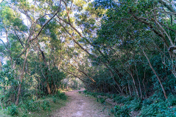 The beautiful sunny hiking road in Sai Kung East Country Park in Hong Kong
