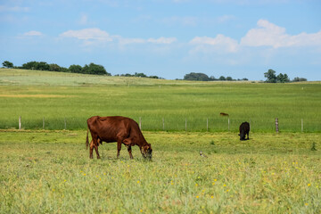 Cattle in Argentine countryside, Buenos Aires Province, Argentina.