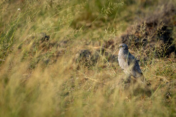 Montagu harrier male or Circus pygargus ground perched in green grass or meadow during winter migration at tal chhapar sanctuary churu rajasthan india