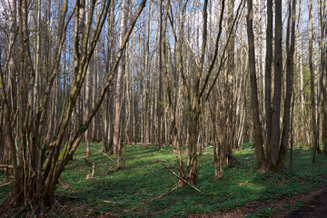Beautiful green meadow with white flowers in the forest in the sunny day.
